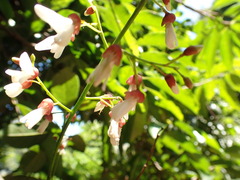 Millettieae