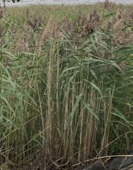 Phragmites australis