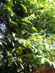 Millettieae