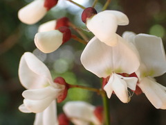 Millettieae