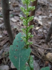 Platanthera flava flava