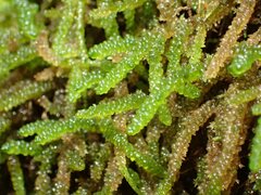 Lembophyllum divulsum