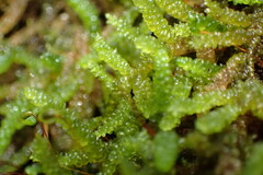 Lembophyllum divulsum