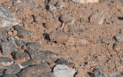 Sphingonotus sublaevis