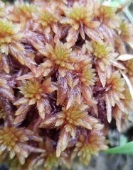 Sphagnum subnitens