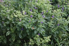 Stachytarpheta indica