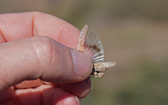 Sphingonotus sublaevis