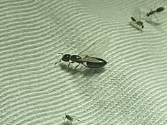 Crematogaster torosa