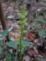 Platanthera flava flava
