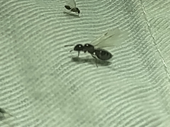 Crematogaster torosa