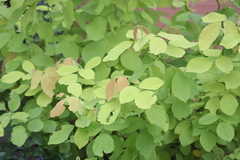 Dendrolobium umbellatum