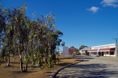 Eucalyptus woodwardii