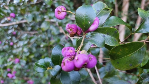 Syzygium francisii (F.M.Bailey) L.A.S.Johnson