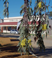 Eucalyptus woodwardii
