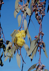 Eucalyptus woodwardii