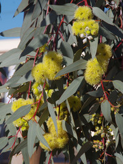 Eucalyptus woodwardii