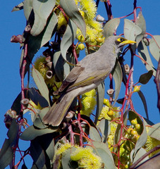 Eucalyptus woodwardii