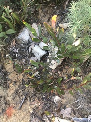 Oxylobium ellipticum