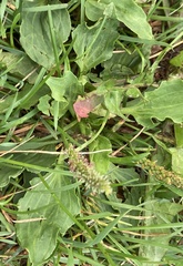 Plantago major