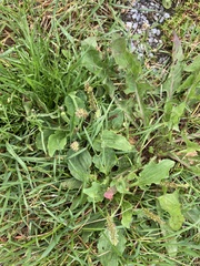 Plantago major