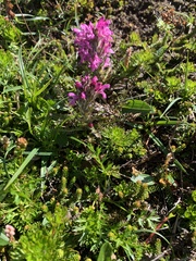 Pedicularis lanata