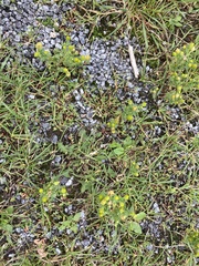 Matricaria discoidea