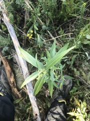 Ozothamnus stirlingii