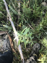 Ozothamnus stirlingii