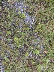 Matricaria discoidea