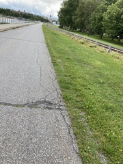 Matricaria discoidea