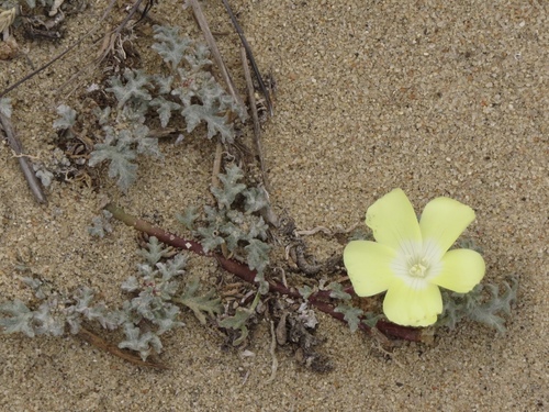 Grielum sinuatum (Grielum sinuatum)
