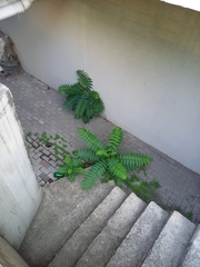 Ailanthus altissima