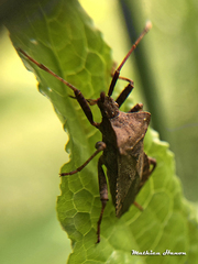 Coreus marginatus marginatus