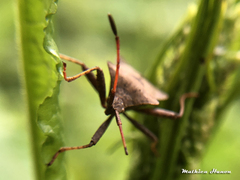 Coreus marginatus marginatus