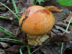 Cortinarius triumphans
