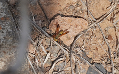 Liris haemorrhoidalis