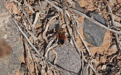 Liris haemorrhoidalis