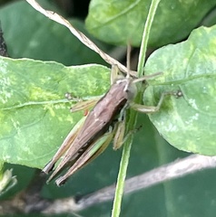 Acrididae