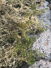 Stellaria pungens