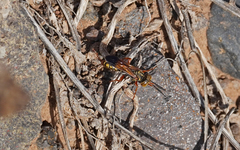 Liris haemorrhoidalis