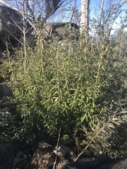 Olearia megalophylla