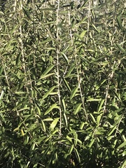 Olearia megalophylla