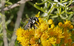 Thyreus histrionicus