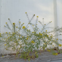 Sisymbrium loeselii