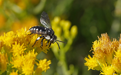 Thyreus histrionicus