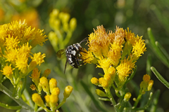 Thyreus histrionicus