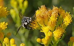 Thyreus histrionicus