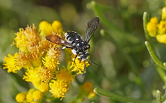 Thyreus histrionicus