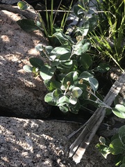 Grevillea oxyantha oxyantha