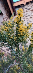 Acacia glandulicarpa